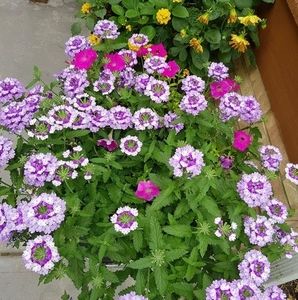 Meet your Posher, Zeina